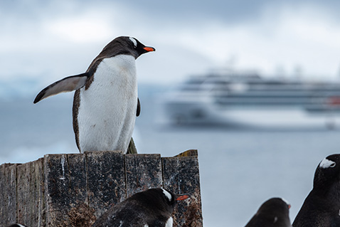 Antarctica & South Georgia Island