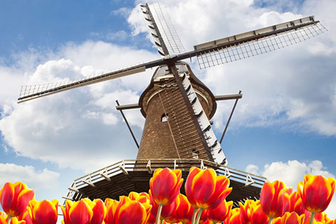 Tulips & Windmills