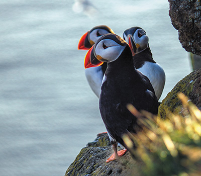 冰島-神秘的午夜太陽